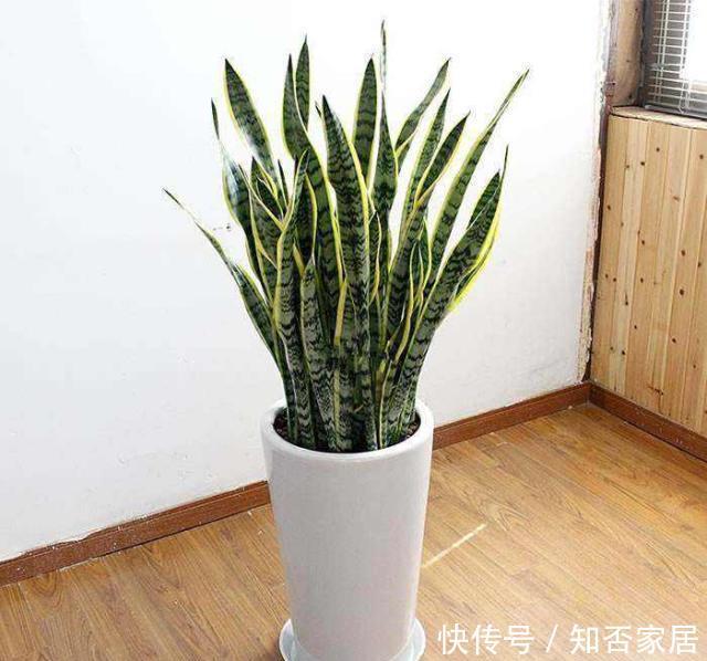 【家里】3种花养“家里”,吸毒气、制氧气,旺人又旺财,适合多养二三盆