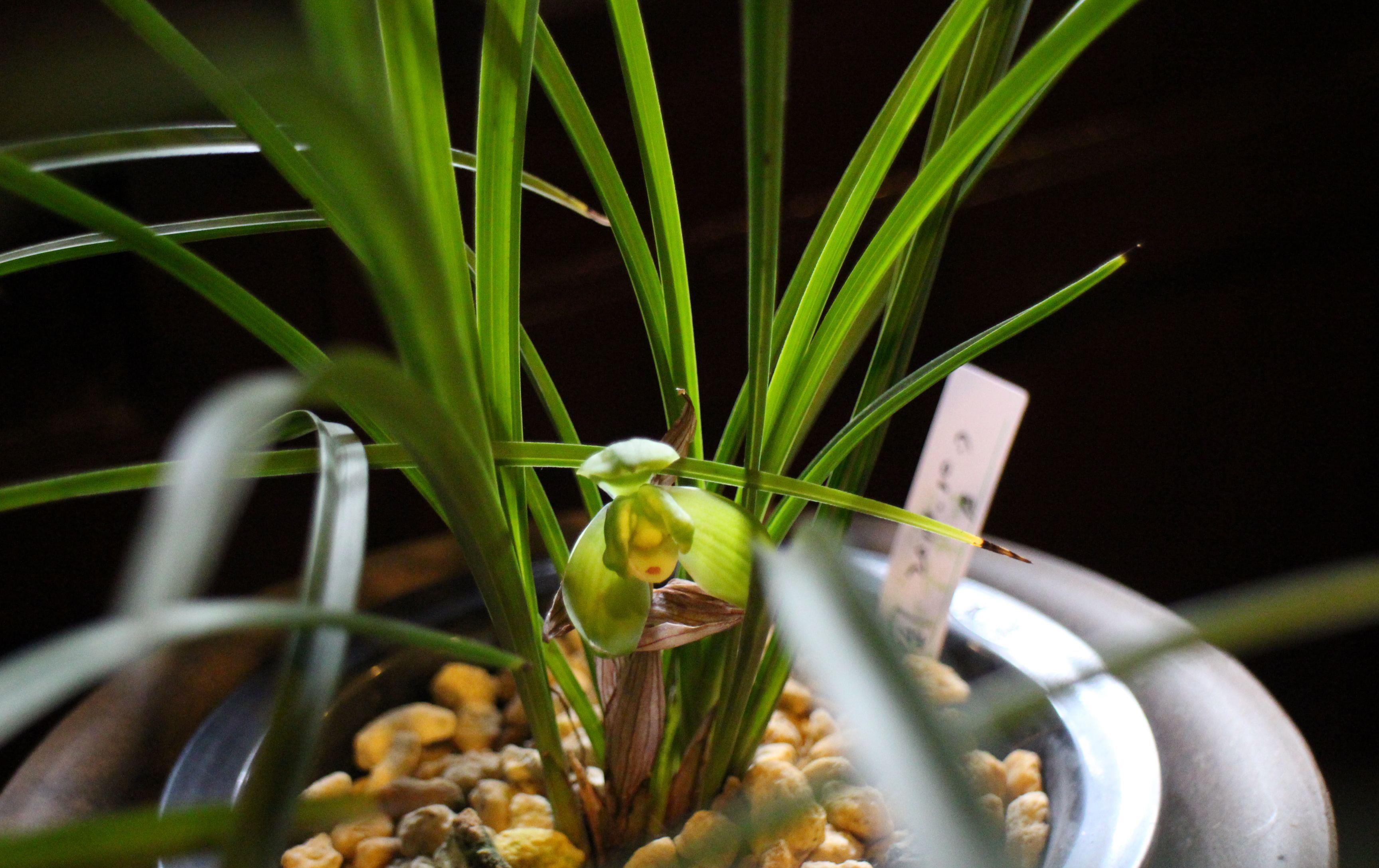 #气体#花卉种植技术:兰花养护过程中的如何进行通风处理!