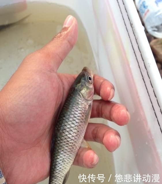  [黑压压]河面黑压压一群，都是罗非鱼，一下午钓几十斤