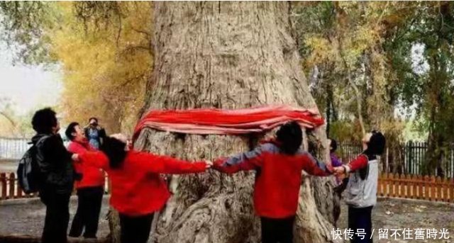  [新疆]中国胡杨在新疆，新疆胡杨看沙雅，沙雅胡杨甲天下！