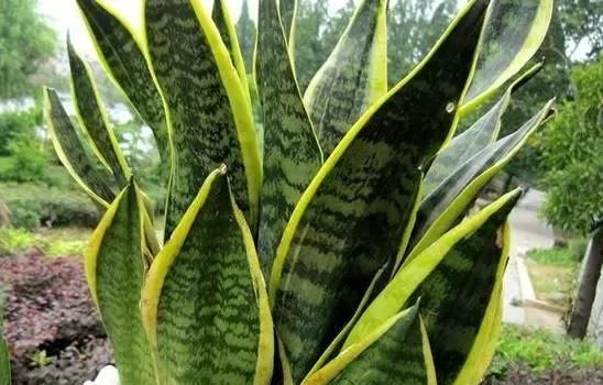  『消菌』客厅养3种“消菌花”，空气质量高10倍，好养易爆盆，不养别后悔