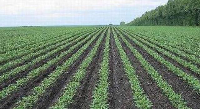 中国两兄弟去俄罗斯种地，一种就是3000公顷，不久这个村发达了