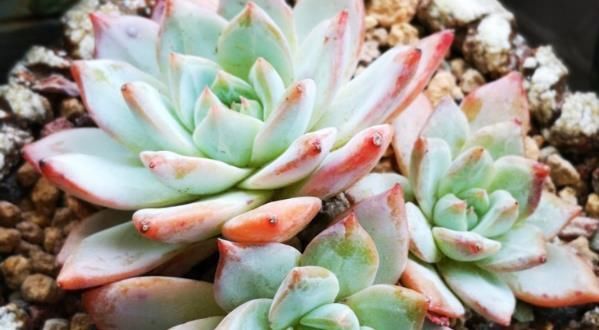  『营养』多肉植物开出了花，要果断剪掉，才不会消耗营养