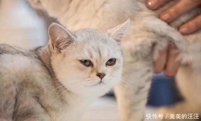 【独自】当猫咪独自在家时,爱做三件事,第一件事会让你非常的感动!