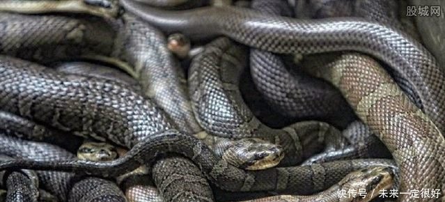 此湖中连续三天三夜涌出浑水，村民用簸箕往浑水一捞，顿时惊呆住