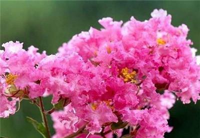 「植株」紫薇盆景怎么制作