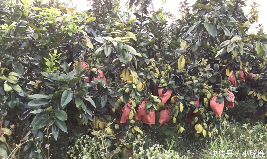  老表：9毛一斤自己摘，能卖出去就很高兴，农民：不敢奢求太多