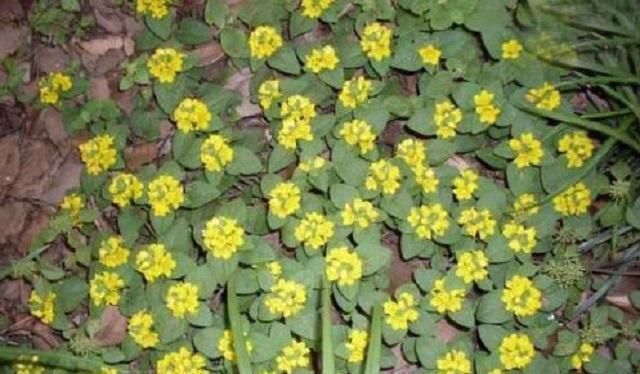 「见到」路边1常见野草,名金钱草,入药后价值非凡,很多人见到也认不出