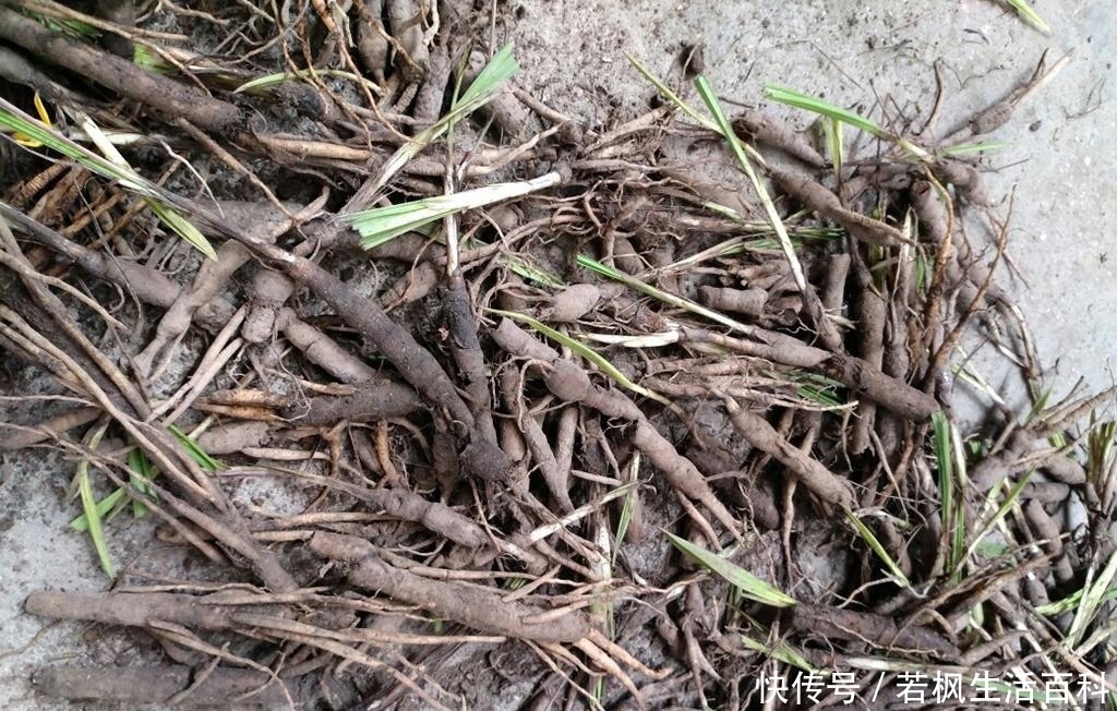 山里一种似竹叶的野草，民间俗称“土人参”，炖肉吃对男人有好处