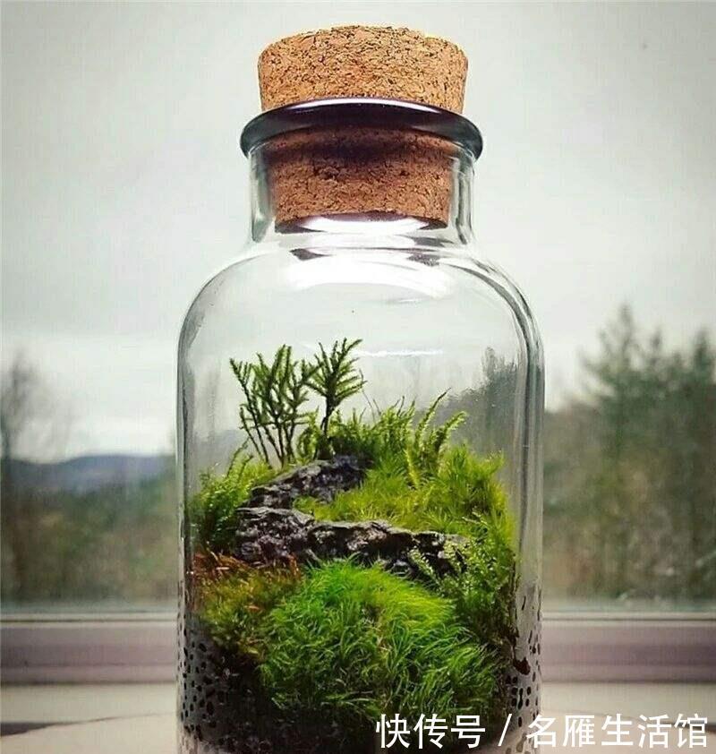  『潮湿』山上挖点苔藓，找个玻璃瓶种进去，造出微景观，比买的花还漂亮