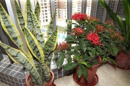  「不养」这5种盆栽花卉吸收甲醛的速度非常快，不养太亏了！
