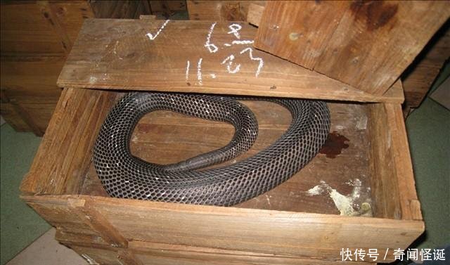 中国第一蛇村，全村蛇的数量高达百万条，村民却将蛇做成“辣条”