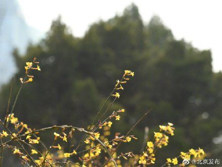  二环@北京二环，惊艳“迎春”