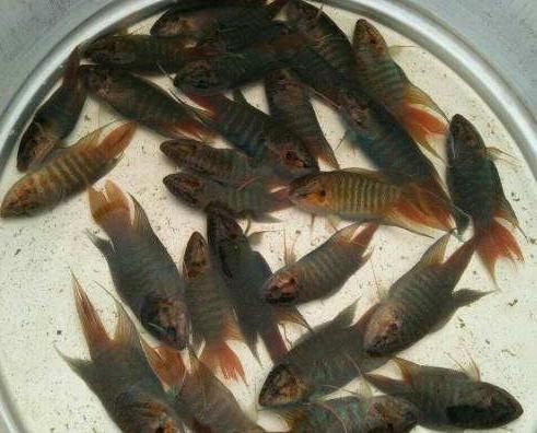  「价格」农民养这种鱼类，价格便宜长得好看，很多人都买来观赏