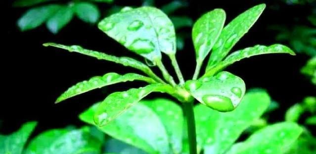  养花：养花，烂不烂根，看看叶子就知道！