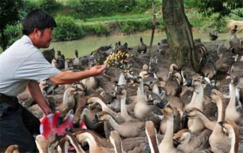  养鹅：为何农村养鸡鸭的多，养鹅的却少？这3点原因是关键