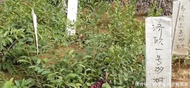 山东八十岁老翁发明新水果