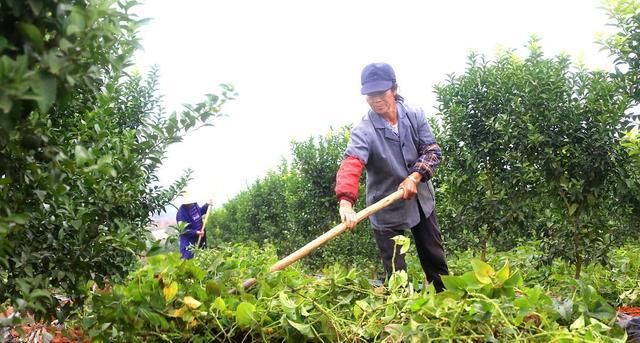  农业发展：新规鼓励小农户开办家庭农场，看准这3点，谁都能成为“农场主”