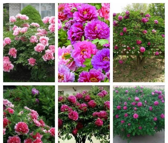  『适合』适合北方庭院栽的花木