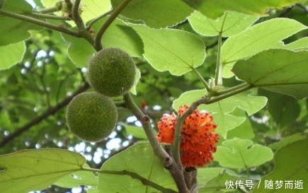 它是农村有名的“恶树”，人吃果实，鸡吃叶子，其实浑身都是宝！