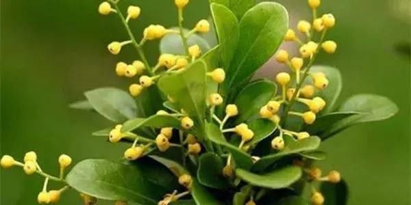  【搜罗】史上最全“懒人植物”大搜罗，看看哪盆才是你的心头好