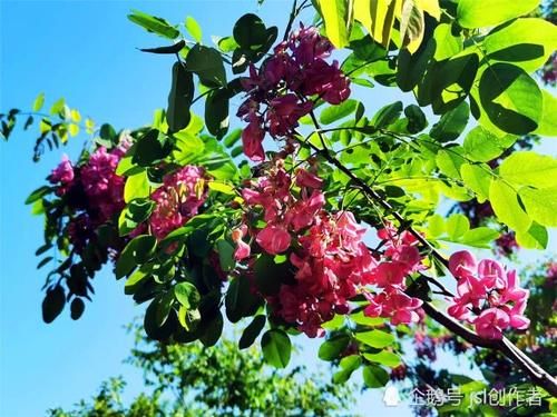  「宛如」一年一度槐花开，紫槐更比洋槐美，宛如紫葡挂满枝