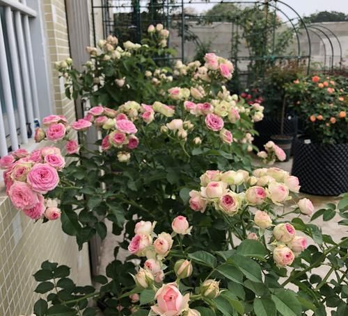  一年四季■新手养花首选这四种，花期赛过海棠，一年四季都在花赏，绚丽多彩