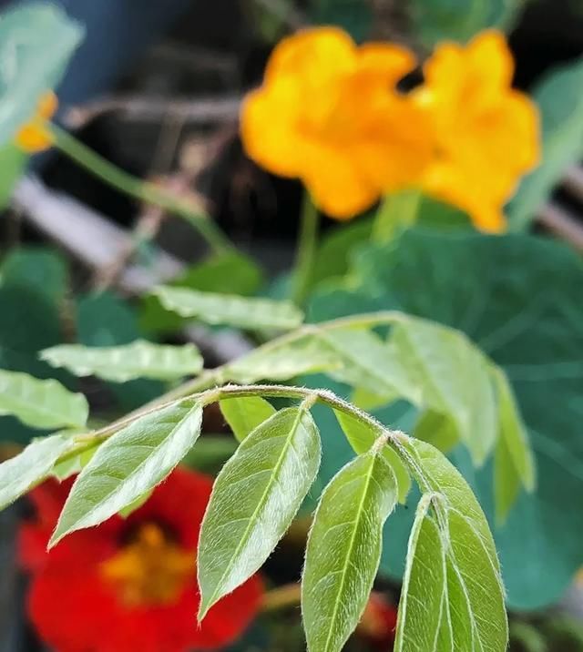  [家里]三月, 家里的植物