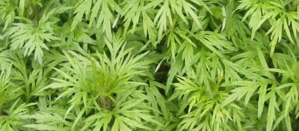  『润泽』4种食物不错过，祛皱润肤，润泽肌肤，防止皱纹早生
