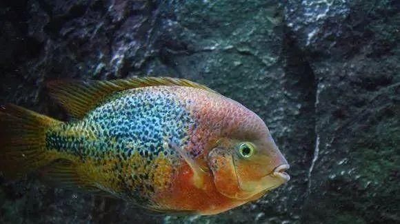  #水族市场上#美洲慈鲷之美，您细品