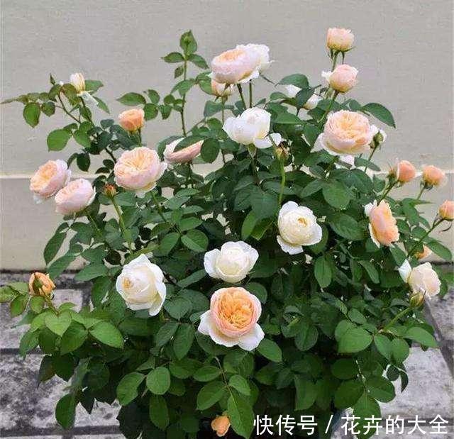 扦插■张阿姨养花从不花钱，都是用“枝条”扦插，尤其是这三种花更好活