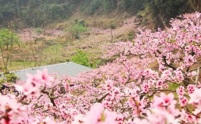 阳春三月,群芳争艳!来看西安这些“花花世界”的最佳踏春赏花指南