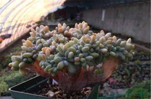  种多肉植物：多年前，这种“多肉”在农村“成灾”，皮实爆盆快，是麻雀的最爱