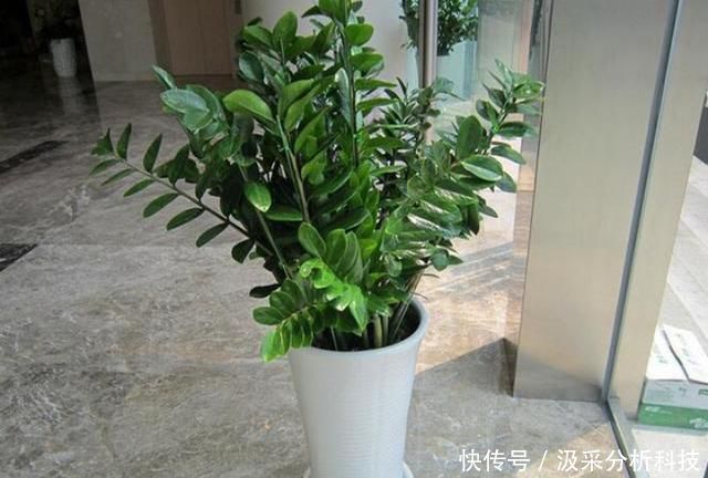  「盆土的酸碱」家庭金钱树出现缺铁性黄叶？给它喷点硫酸亚铁，新老叶变绿更茂盛
