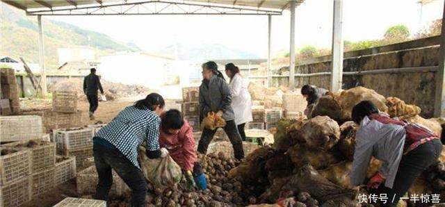 农民在玉米地里套种它，亩产值一万好几，真赚钱了