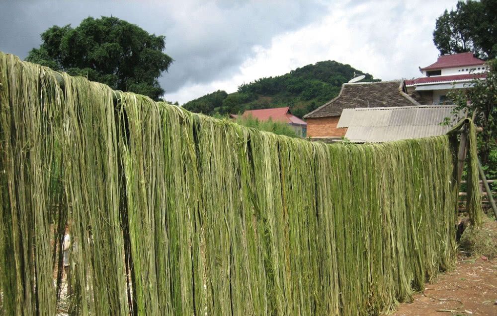  农村|一种植物“泛滥成灾”，农民成片铲除！只因没价值？