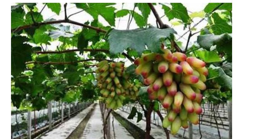  未来|未来农村很有“钱途”的几种行业，或许有一个能成为你的出