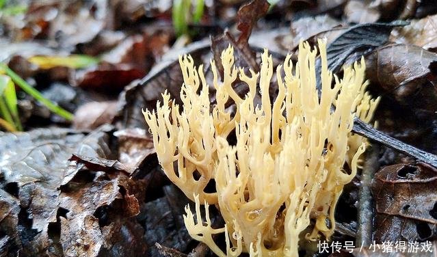 农村草丛里一山珍，形似鹿茸，十分珍贵，若遇到赶紧带回家