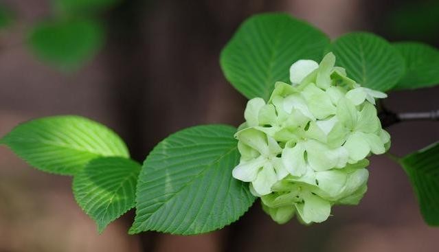  叶子■绣球花的叶子比较小是怎么回事？