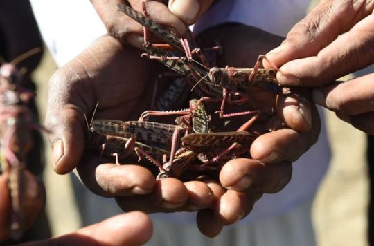  喜马拉雅山|4000亿只非洲蝗虫入侵南亚威胁中国？专家解答了