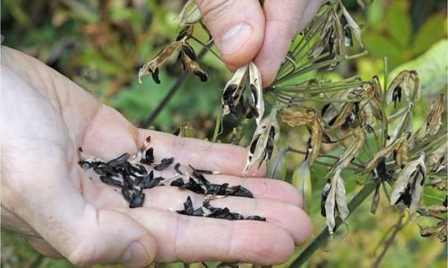  『要注意』用种子培育百子莲，前一两年无法开花，等开花的时候，就被迷上了