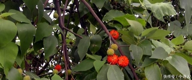  「构树果」浑身是宝，却丝毫不受待见，农村这种树木为何会沦落到这般田地？