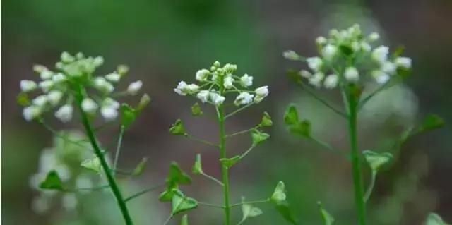  「别称」30种 ·野草的美，你认识几个？