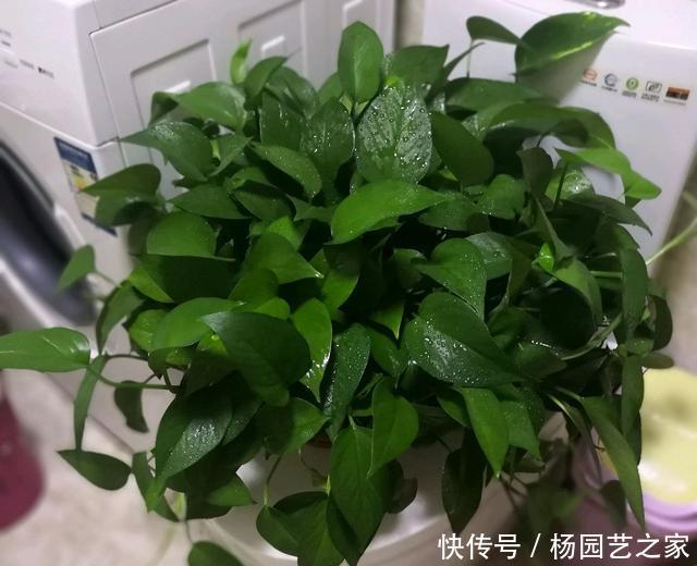 「绿萝」绿萝不用花钱去买,摘根枝条,注意扦插3要点,一根扦插几十盆