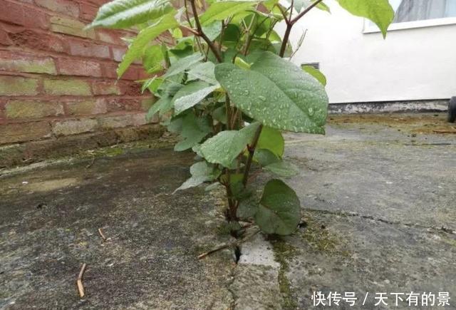  [本虎杖]“1种野草”长在墙上，看到要“铲除掉”，它繁殖快，危害大！