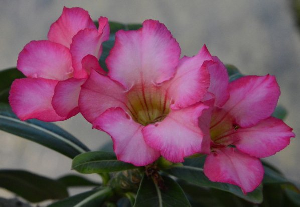 花朵@这些花朵放阳台养,花开爆满花期长,花色柔美,一次开爆成花海