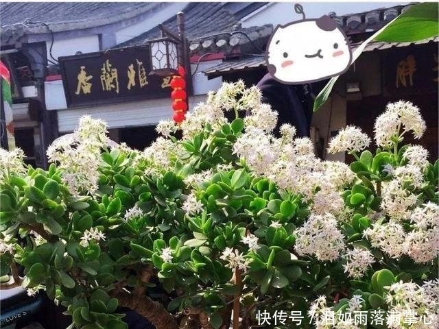 年满@他家的玉树年年满树“开花”,其实秘诀只有3个,学会了你也可以!