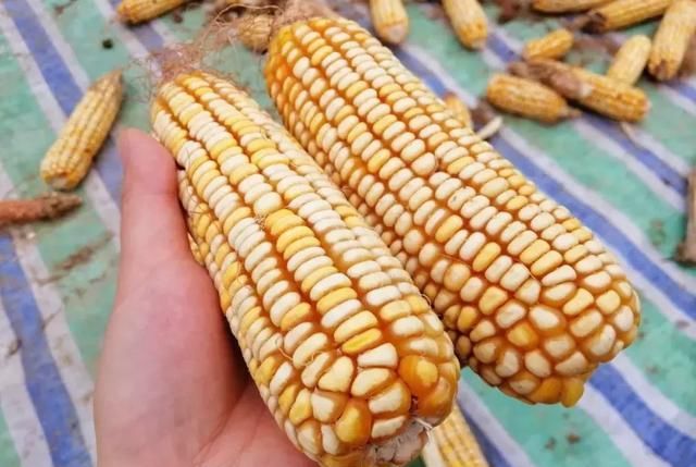  「玉米」刚在老家地里看到的画面，是谁的爹娘？很多人看完湿了