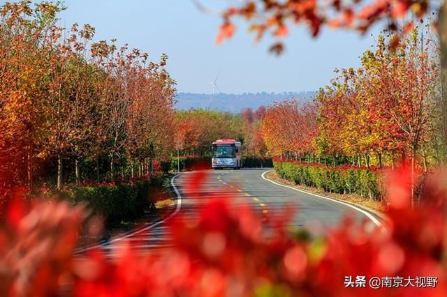 号称南京最美乡村公路，每年秋季美到极致，错过再等一年