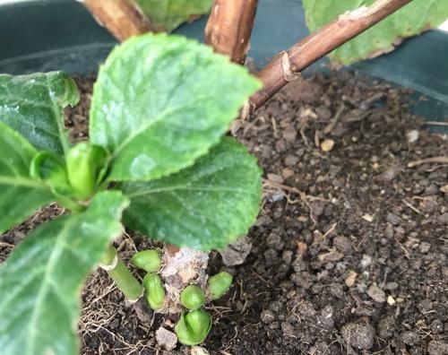  『越冬养护』绣球花的脚芽挤在一团需要掰掉吗？挤挤更健康，芽多来年惊喜不断